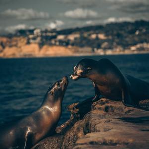 雷电将军🈲️🔞黄网站
